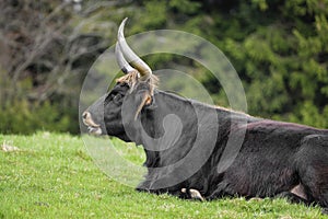 Bos primigenius - aurochs photo