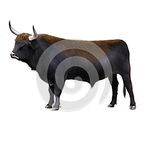 Bos primigenius, Aurochs