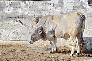 Bos Primigenius Taurus Hungarian Grey Taurus Stock Photo