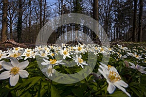 Bosanemoon, Wood Anemone, Anemone nemorosa