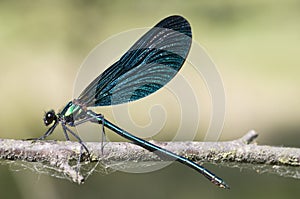 Bosbeekjuffer, Beautiful Demoiselle, Calopteryx virgo photo