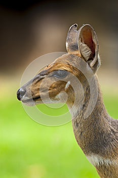 Bosbok, Bushbuck, Tragelaphus scriptus