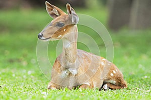 Bosbok, Bushbuck, Tragelaphus scriptus