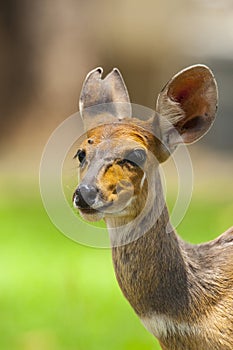 Bosbok, Bushbuck, Tragelaphus scriptus