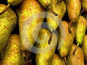Bosc Pears