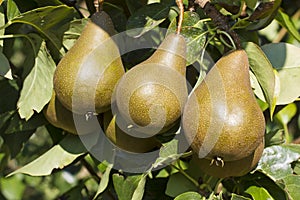 Bosc Pears in an Orchard