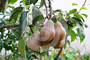 Bosc pears in the tree