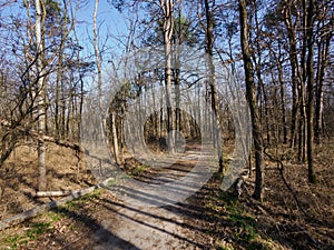 Boschi di Cesate, in the natural park of Groane, Milan, Italy photo