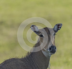 Boselaphus tragocamelus with long head in grass