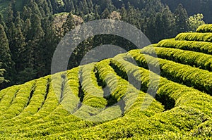 Boseong green tea field