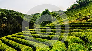 Boseong green tea field