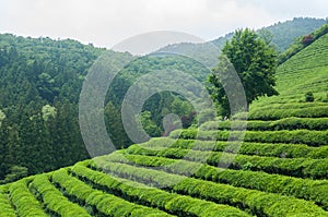 Boseong Tea Fields
