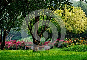 Bosket in the morning