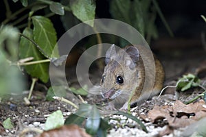 Bosmuis, Wood Mouse, Apodemus sylvaticus