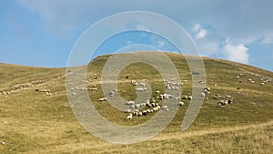 Bosnia and Herzegovina / Sheeps Browses In The Mountain