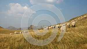 Bosnia and Herzegovina / Sheeps In The Mountain