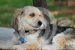 Bosnian Coarse-Haired Hound