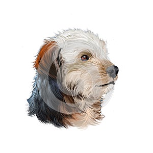 Bosnian Coarse-haired Hound, Barak dog  illustration isolated on white background. Bosnia and Herzegovina origin hunting dog. Pet