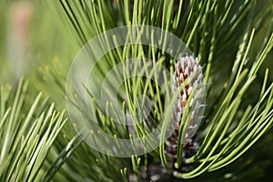 Bosnian pine Compact Gem known with young shoots