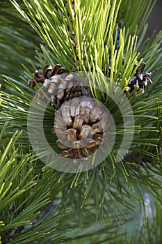 Bosnian pine cones