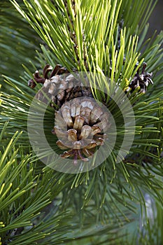 Bosnian pine cones photo