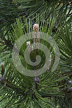 Bosnian pine needles and juvenile twig