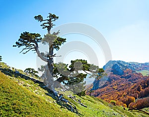 Bosnian pine on Serra di Crispo mountain Garden of Gods, Pollino National Park, southern Apennine Mountains, Italy photo