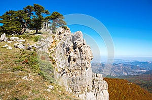 Bosnian pines on top of Serra di Crispo mountain Garden of Gods,  Pollino National Park, southern Apennine Mountains, Italy photo