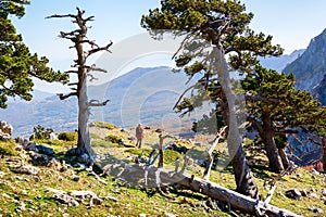 Bosnian pines on top of Serra di Crispo mountain Garden of Gods, Pollino National Park, southern Apennine Mountains, Italy photo