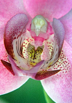 Bosom of an orchid