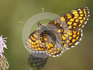 Bosparelmoervlinder, Heath Fritillary, Melitaea athalia