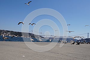 The Bosphorus and Seagull photo
