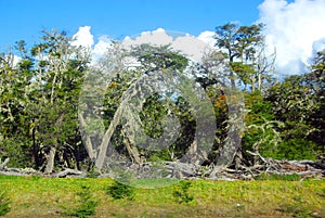 The Bosque Andino PatagÃÂ³nico is a type of temperate to cold forest located in southern Chile photo