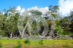 The Bosque Andino PatagÃ³nico is a type of temperate to cold forest located in southern Chile