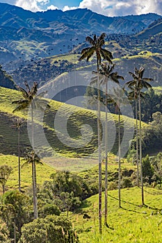 Bosque De Palma De Cera La Samaria San Felix Salamina Caldas Col photo