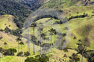 Bosque De Palma De Cera La Samaria San Felix Salamina Caldas Col photo