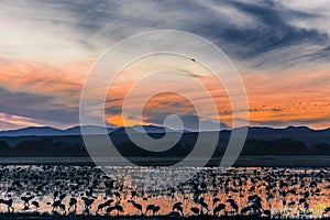 Bosque del apache