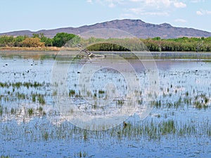 Bosque Del Apache National Wildlife Refuge