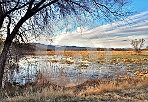 Bosque Del Apache National Wildlife Refuge