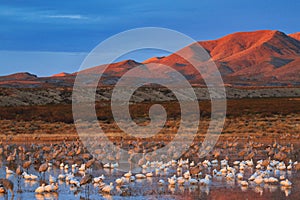 Bosque del Apache National Wildlife Refuge at Dawn