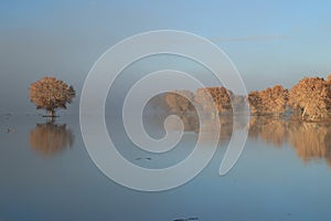 Bosque del Apache National Wildlife Refuge New Mexico,USA photo