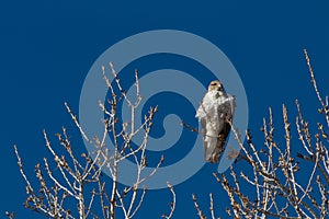 Bosque del Apache New Mexico, Ferruginous Hawk Buteo regalis against a brilliant blue sky, bare winter branches