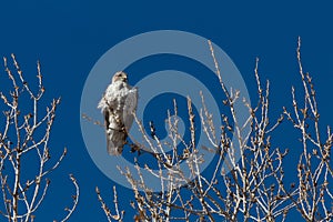 Bosque del Apache New Mexico, Ferruginous Hawk Buteo regalis, early sun against a vivid blue sky