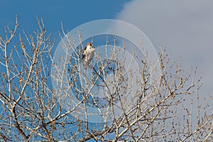 Bosque del Apache New Mexico, Ferruginous Hawk Buteo regalis looking out from top of bare cottonwood tree, winter