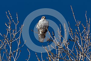 Bosque del Apache New Mexico, Ferruginous Hawk Buteo regalis, silhouetted against a deep blue sky, bare branches