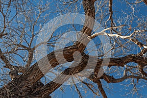 Bosque del Apache New Mexico, gnarly cottonwood branches against a brilliant blue sky