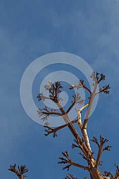 Bosque del Apache New Mexico, low view looking up at agave century plant dead bloom stalk