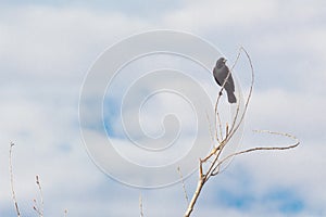 Bosque del Apache New Mexico, red winged blackbird Agelaius phoeniceus atop a bare branch, blue sky with clouds