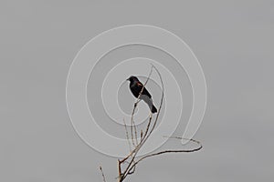 Bosque del Apache New Mexico, red winged blackbird Agelaius phoeniceus perched on bare branches, muted tones