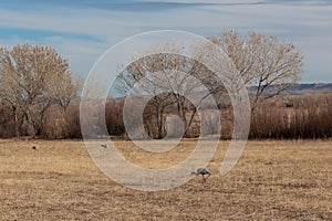 Bosque del Apache New Mexico, Sandhill cranes Antigone canadensis in field before cottonwoods and tall grasses